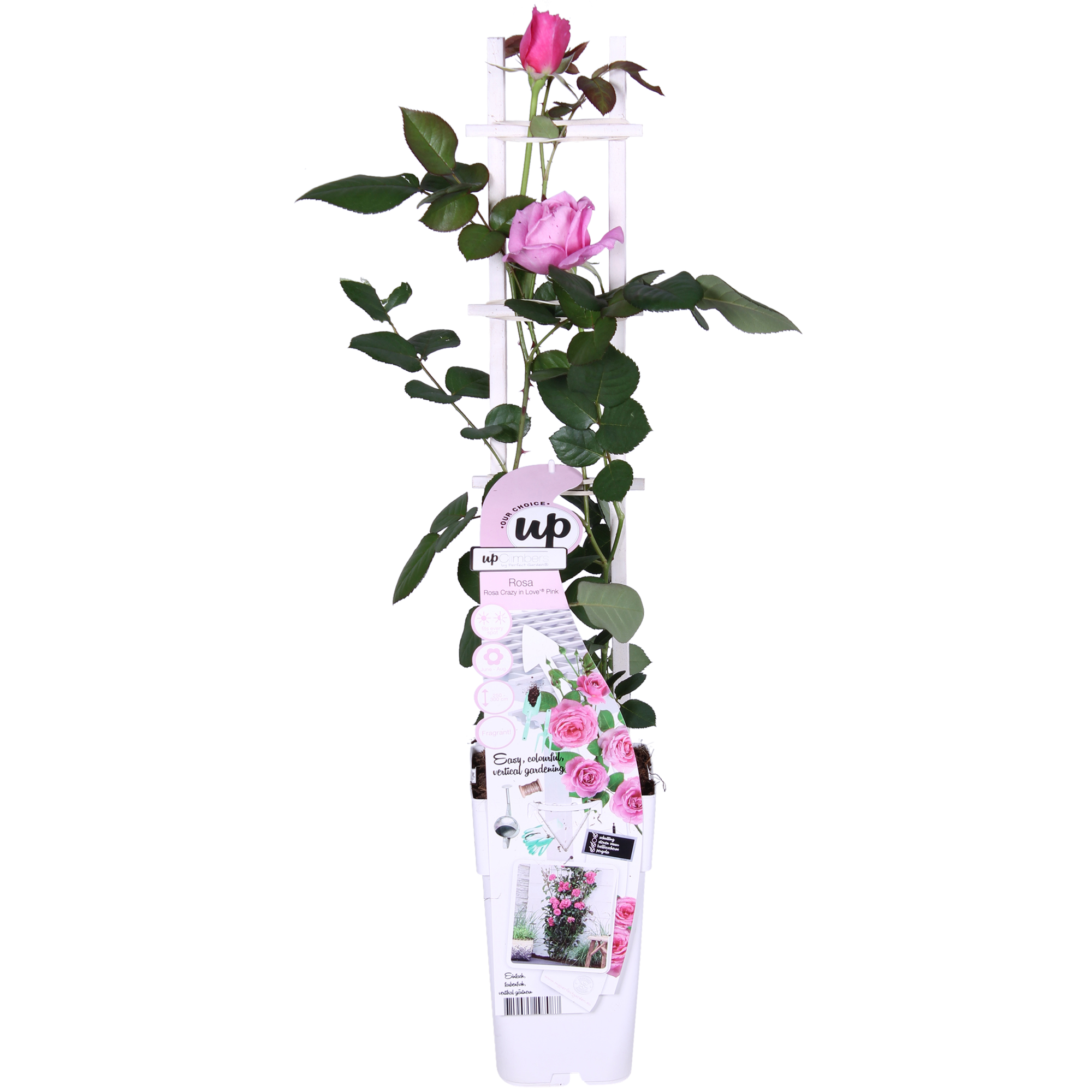 Rosa 'Pink' de Crazy in Love - Rosa rosa - Ø15cm - ↕65cm
