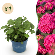 Hydrangea Endles Summer Summer Love Red - Hortensia - Winterhard - Rood - 4 Planten - Pot 14cm - Hoogte 20-25cm
