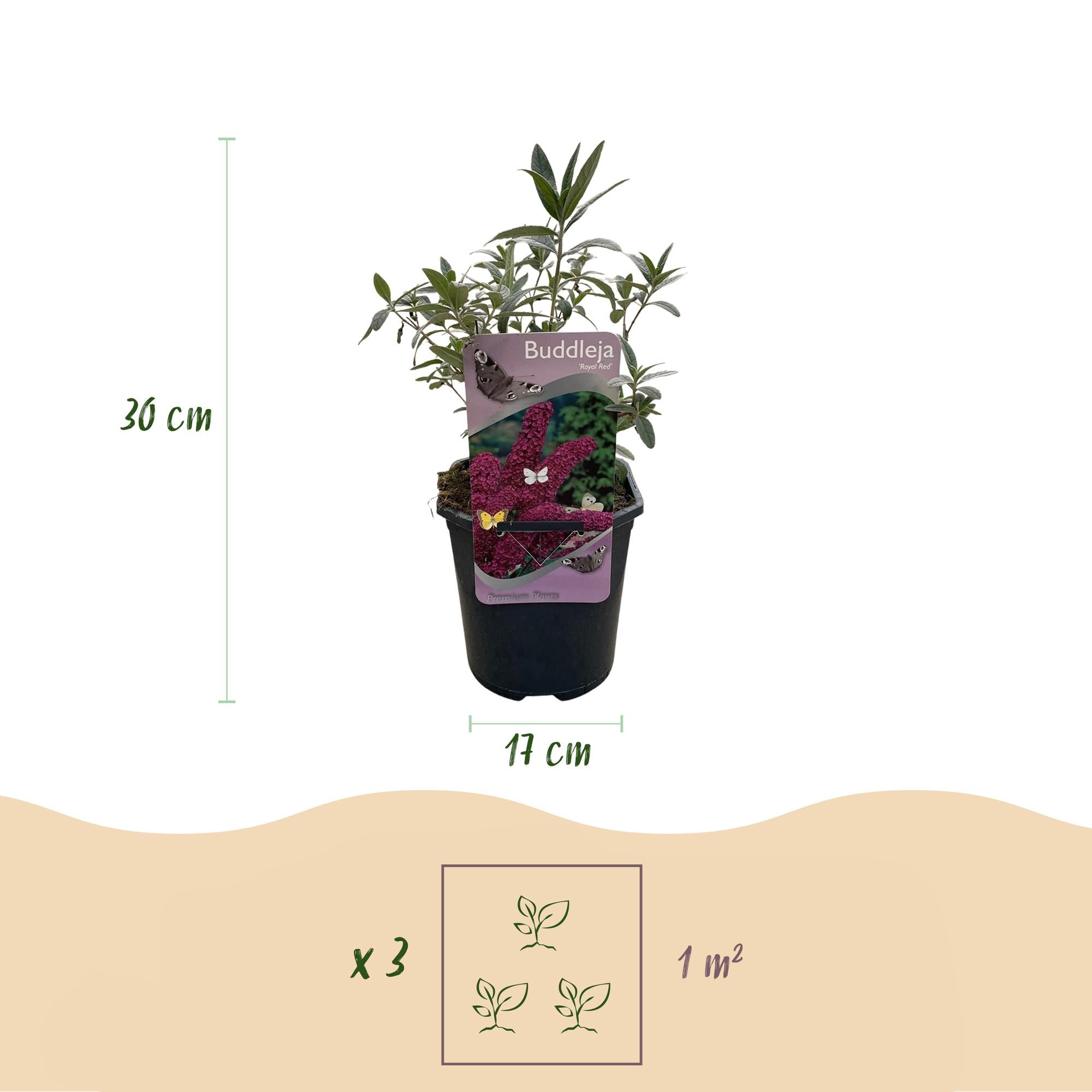 Vlinderstruik - Buddleja davidii Royal Red - Bloem Rood - 1 Plant - Bladverliezend - Vlinderlokkend -  Pot 17cm Hoogte 25cm