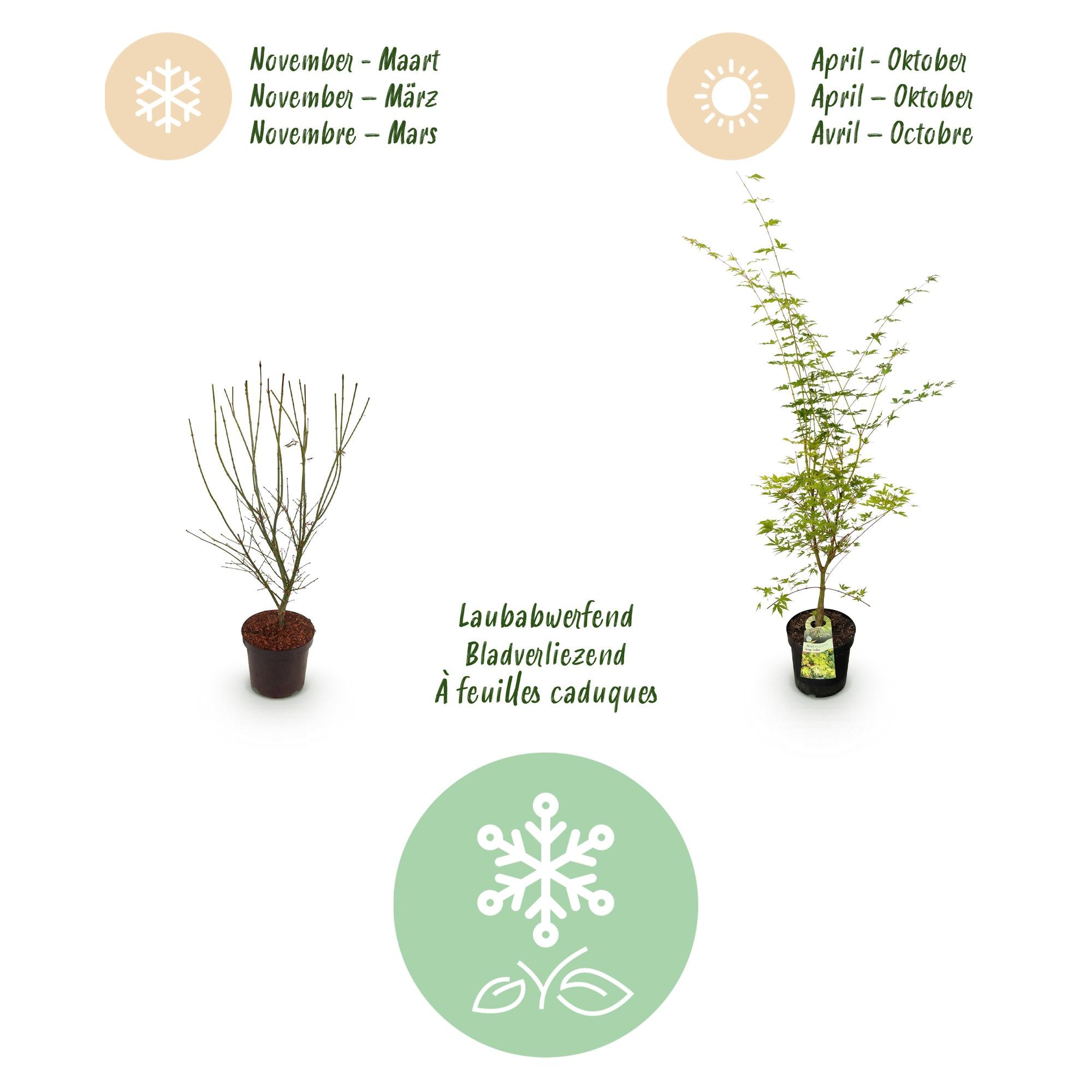 Acer palmatum Sangokaku - Japanse Esdoorn - Bladverliezend - Groen - 1 - Pot 26cm - Hoogte 90cm