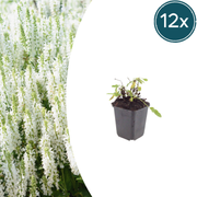 12x Salvia n. 'Schneehugel' - ↕10-25cm - Ø9cm