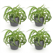 Chlorophytum comosum Bonnie - Krullende Graslelie - Huisdiervriendelijke Plant - Groen - 4 Planten - met Potter Grijs - Pot 12cm - Hoogte 20cm