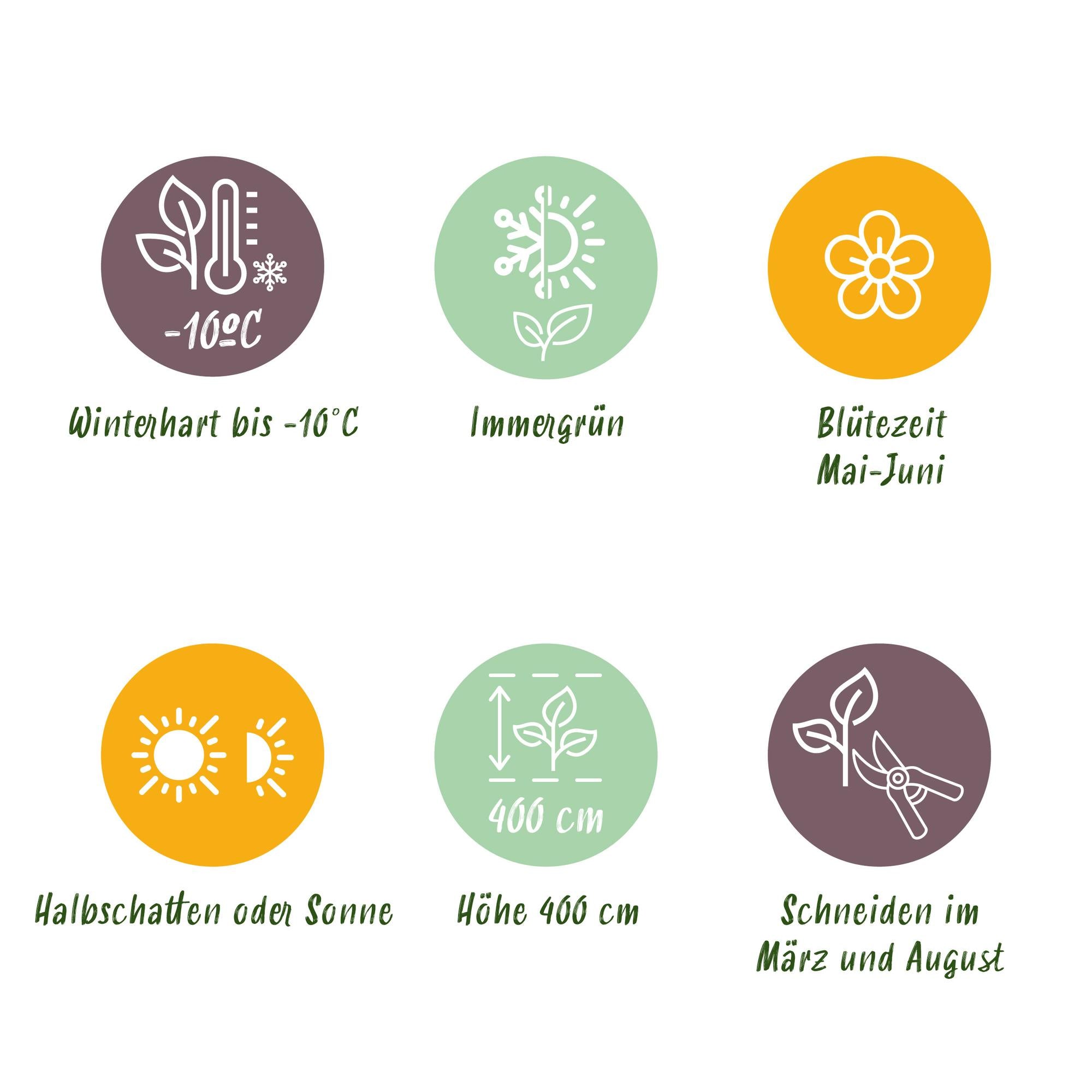 Photinia fraseri Carre Rouge - 24x Glansmispel - Haagplanten - Groenblijvend - Rood - Pot 9cm - Hoogte 25-35cm