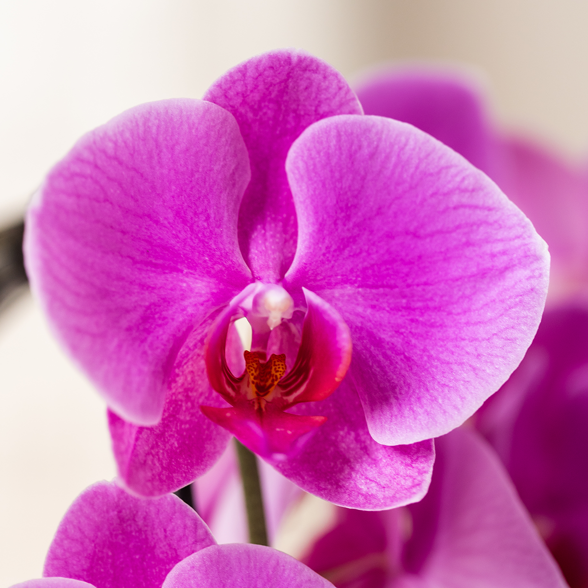 Kolibri Orchids | Paarse Freeride Niagara Falls orchidee + Horizon sierpot paars – potmaat Ø12cm