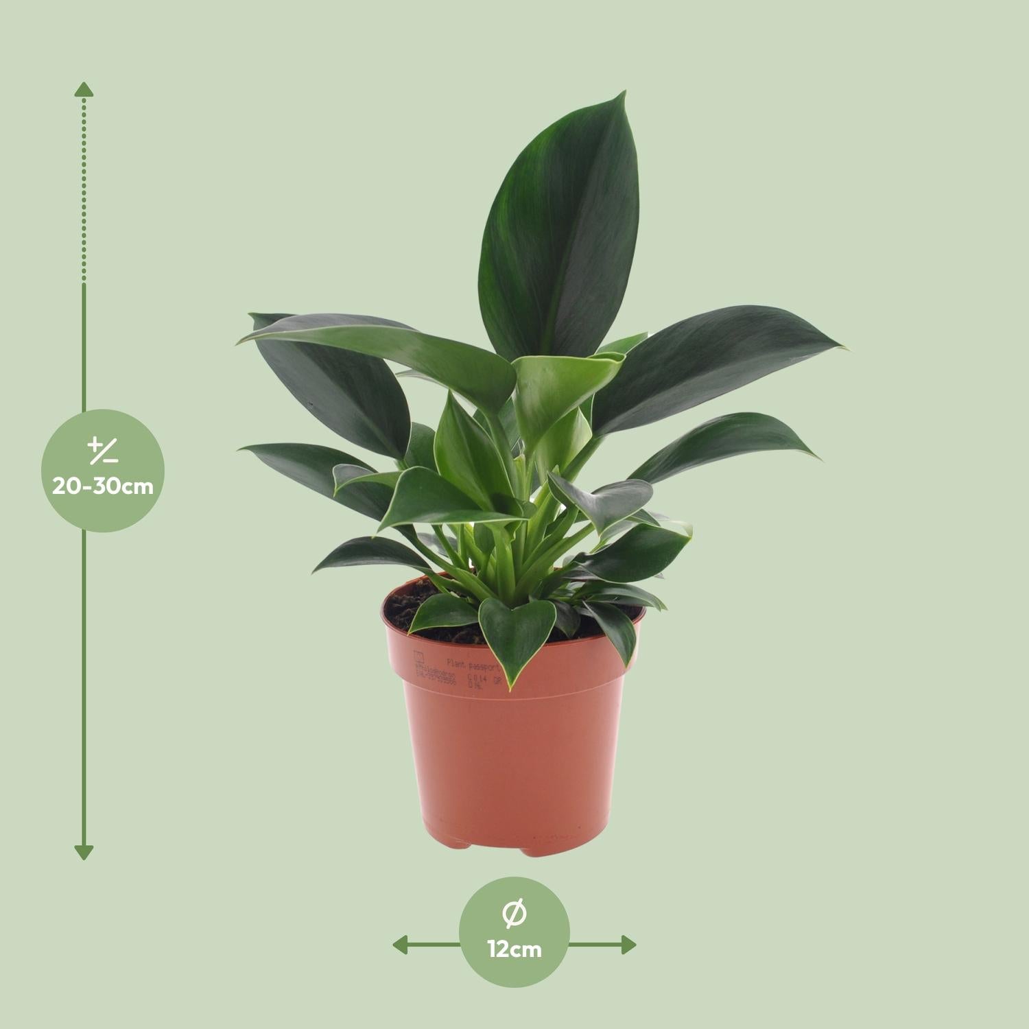Philodendron Green Princess – Ø 12 cm – ↕ 25 cm