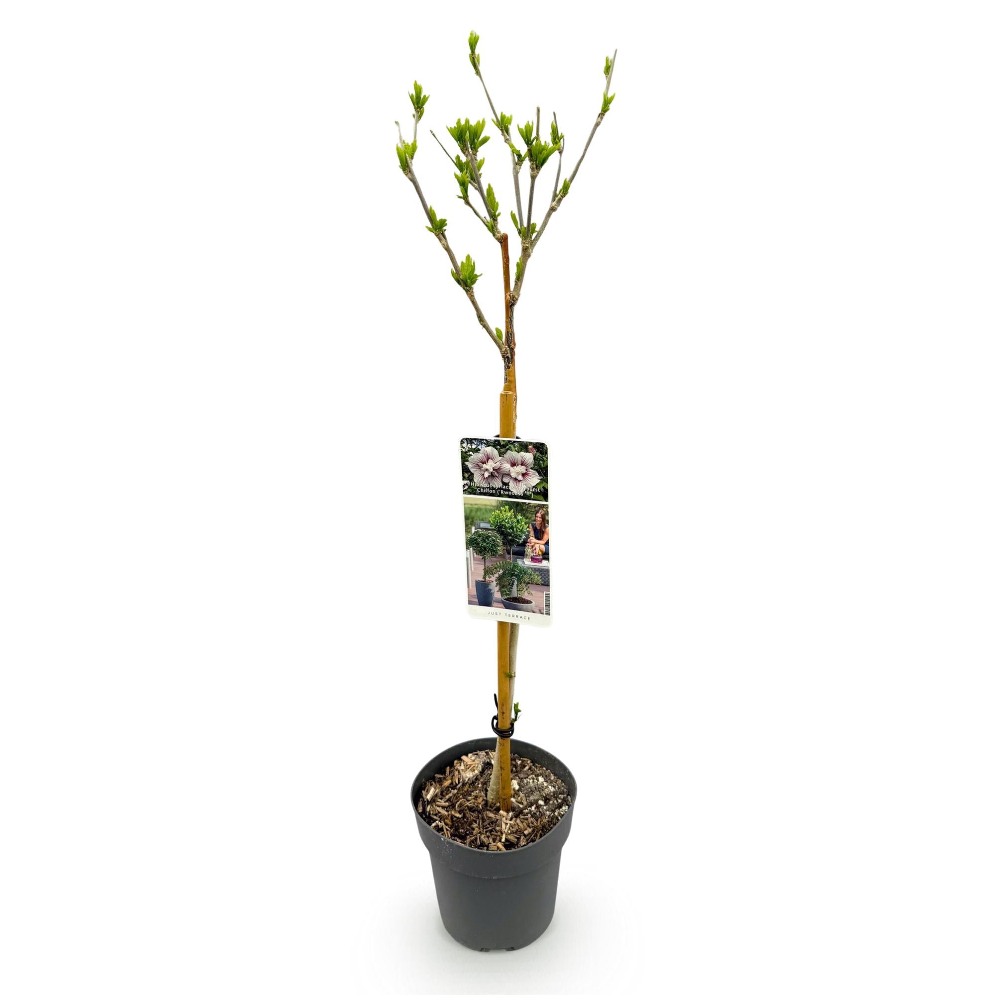 GreenboutiQ – Plante sur Tige – Hibiscus syriacus Starburst Chiffon® – Plante de Terrasse – Feuilles Caduques – Resistent im Winter – Fleur Blanc-Rose – Topf 19 cm oder 90 cm