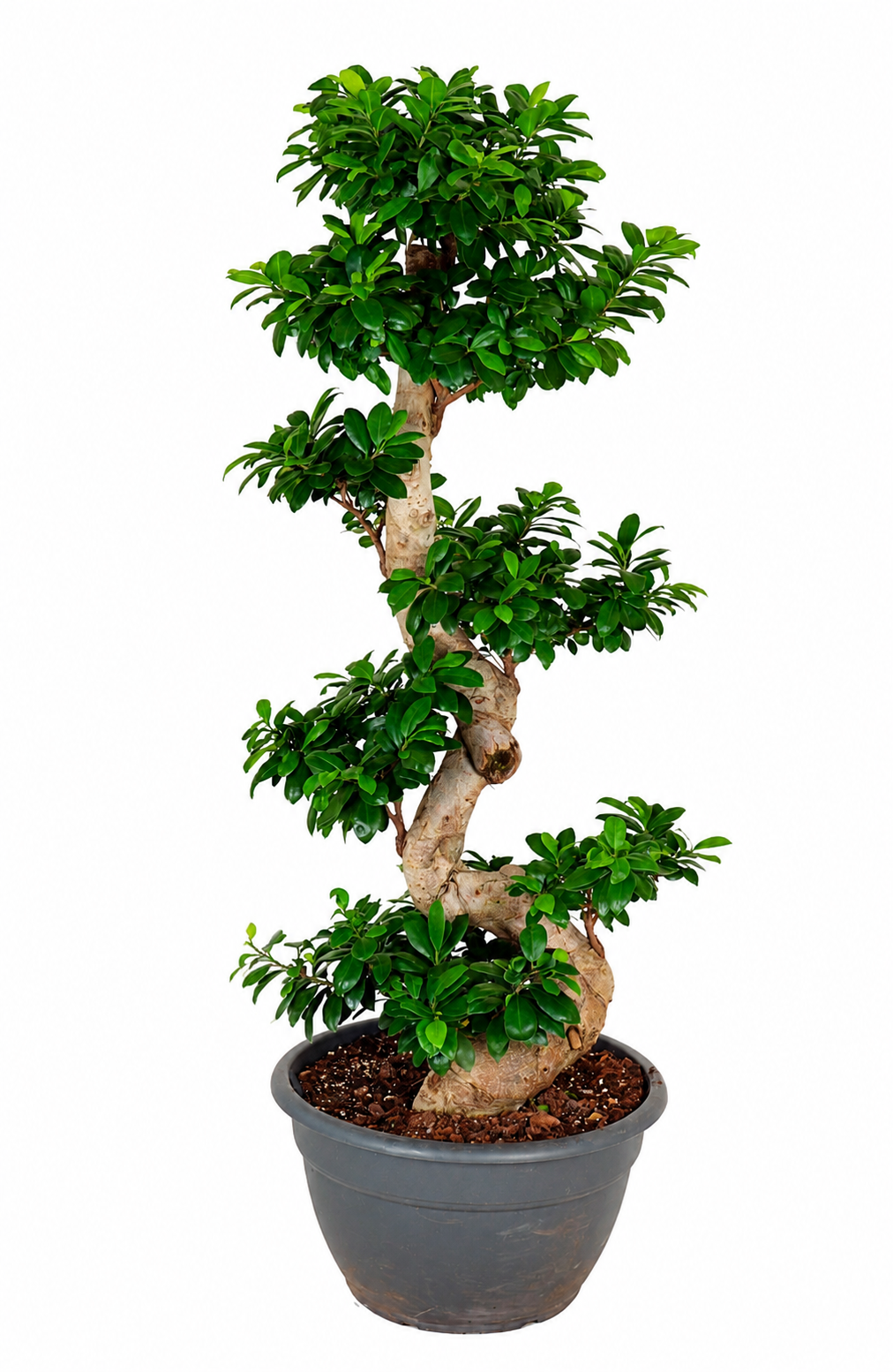 Ginseng S-vorm - 140 cm