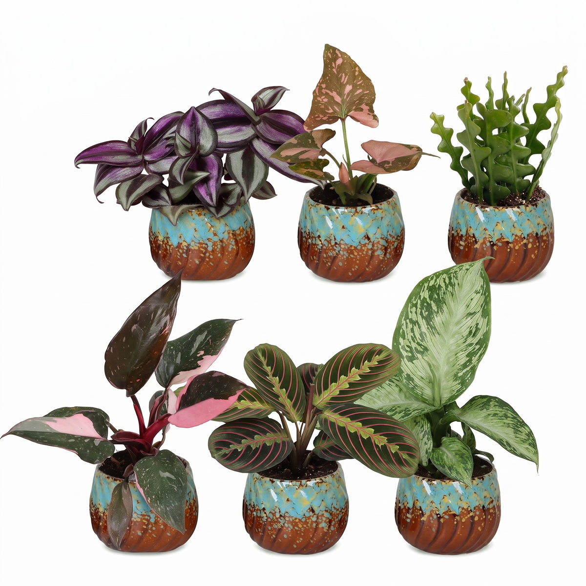 Baby Plants Surprise Box 6x - Verrassingsbox kleine planten - Diversen - Tropisch - incl. Copper Reef - Ø6cm - ↕5-15cm