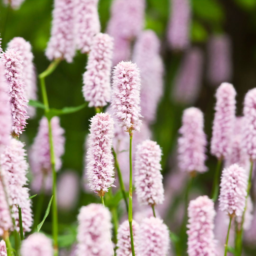 6x Persicaria a. 'Alba' - ↕10-25cm - Ø9cm