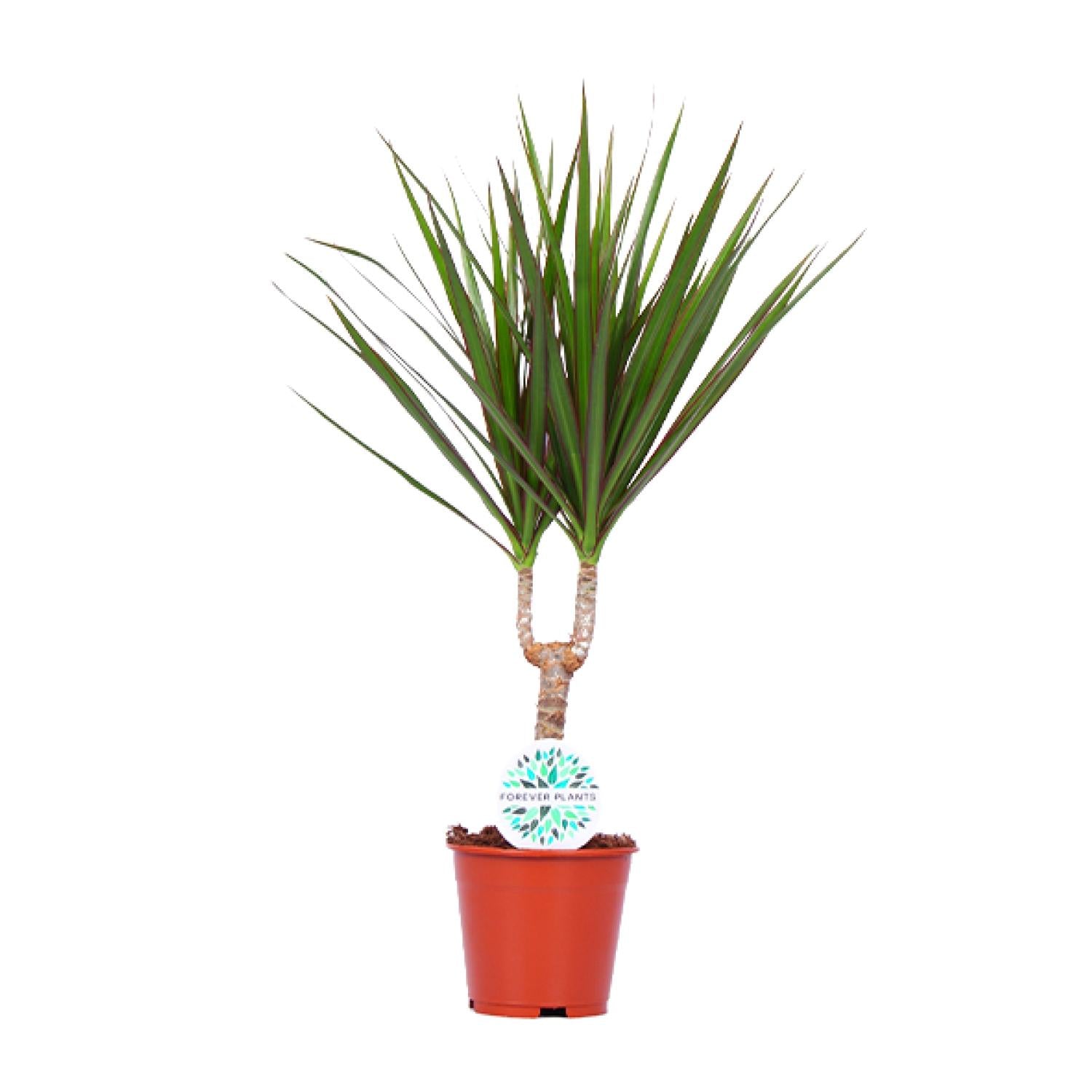 Dracaena marginata - Ø14 cm - ↕55 cm