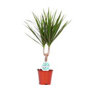 Dracaena marginata - Ø14 cm - ↕55 cm