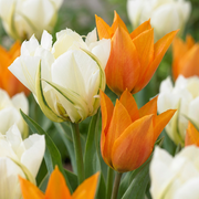 30 Bulbos de Tulipa Sunbath - Tulipa Sunbath - Amarela e Branca - Floresce na Primavera - Tamanho do Bulbo 11/12