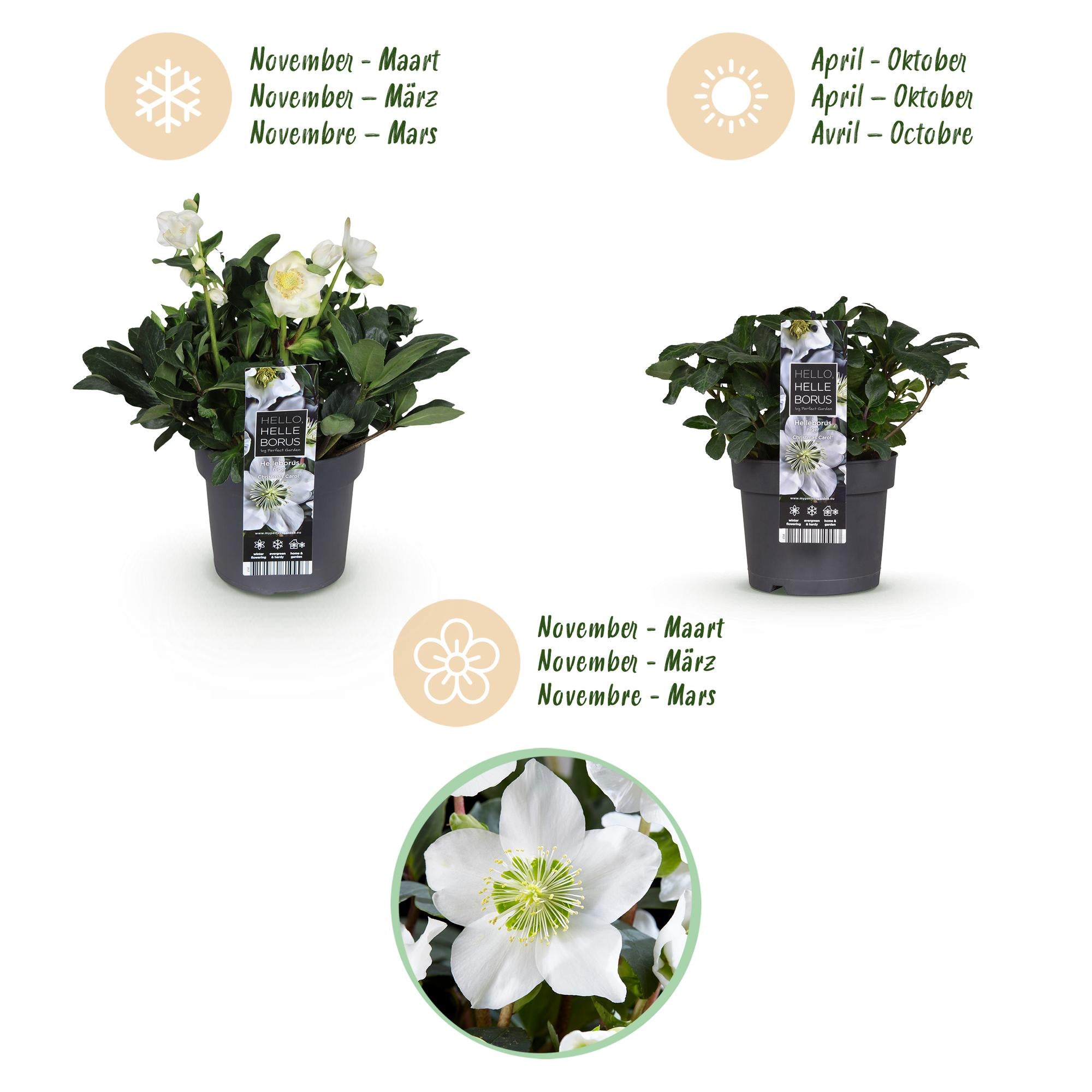 Kerstroos - Helleborus Christmas Carol  - Witte Bloem -2 Planten - Groenblijvend - Pot 17cm Hoogte 35cm