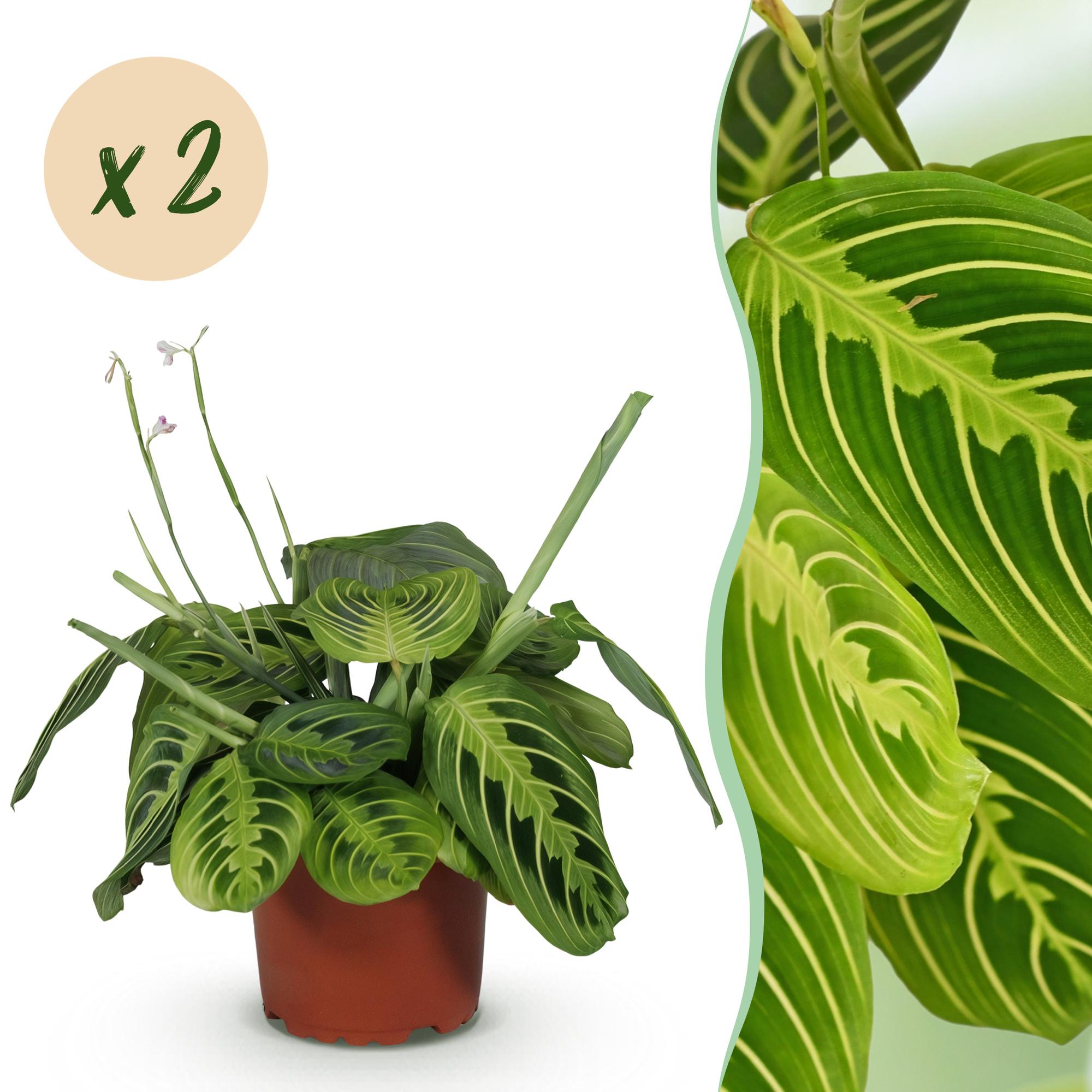 Maranta Fascinator Lemon Lime - Gebedsplant - Huisdiervriendelijk - Groen - 2 Planten - Pot 12cm - Hoogte 30-35cm