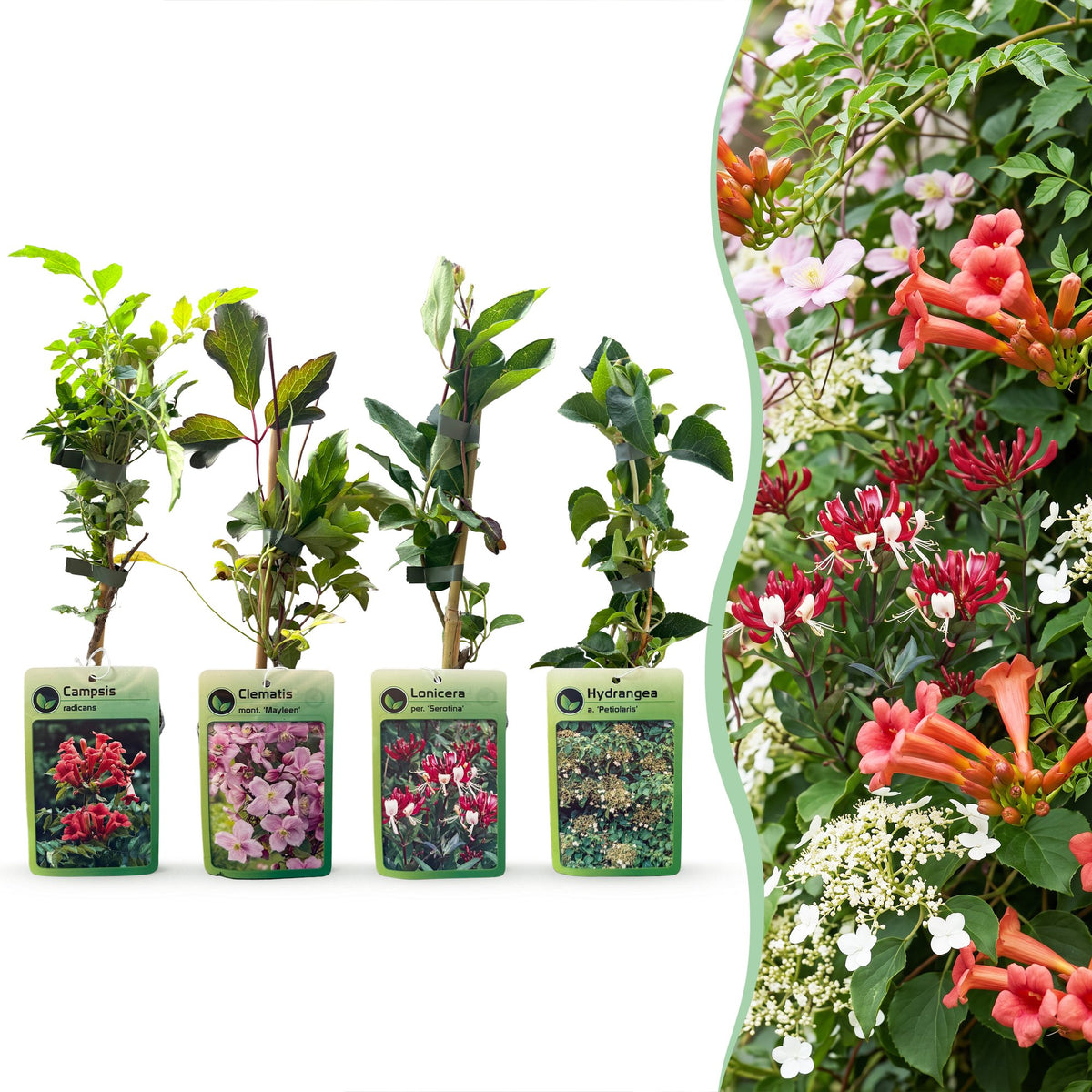 Klimplanten Rainbow Colourfull - Regenboog klimplant 12x - Licht Roze - Wit - Paars - Klimplant - Ø9cm - ↕35cm