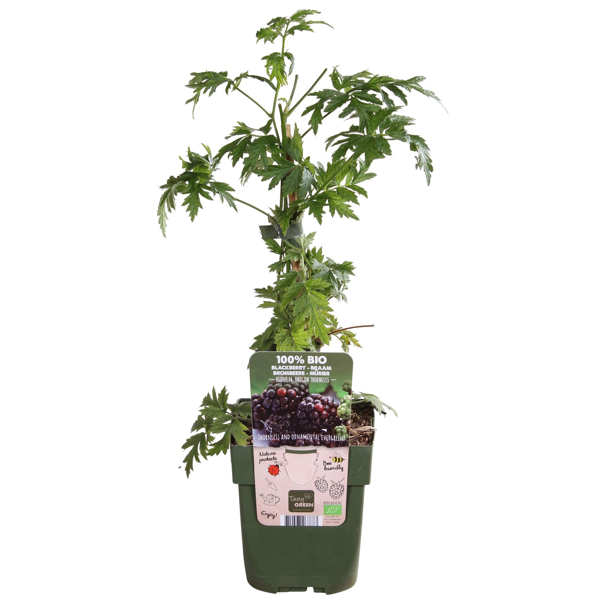 Rubus fruticosus 'Thornless Evergreen' - Thornless Blackberry - Ø13cm - ↕45cm