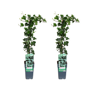 Hedera-Helix - 2 Stück - Ø15cm - ↕65cm