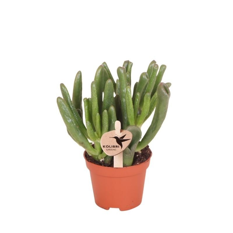Kolibri Greens | Vetplant Crassula Hobbit - Ø6cm