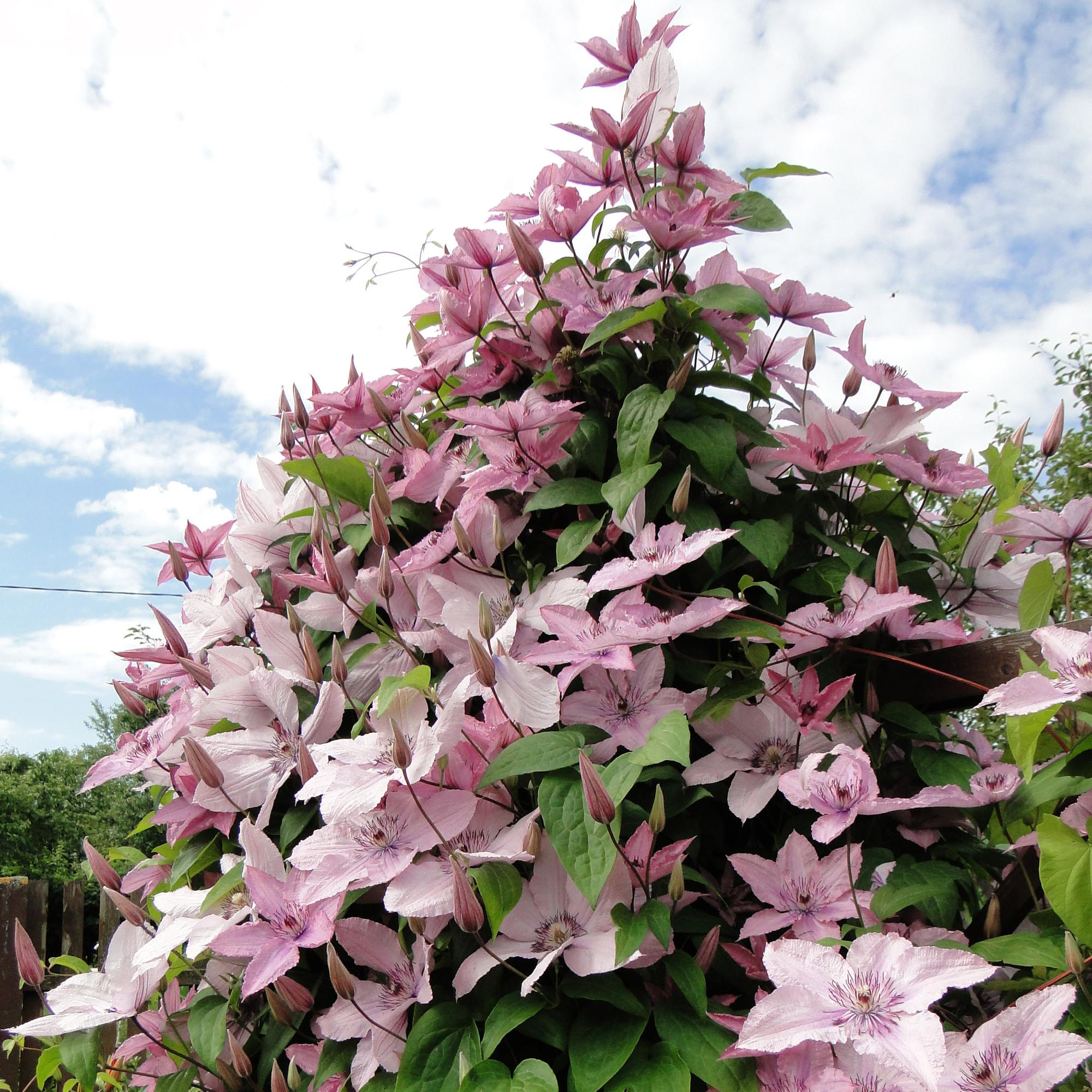 Clematis Hagley Hybrid - Bloem Roze - Weinig onderhoud -2 planten -  Pot 11cm Hoogte 40cm