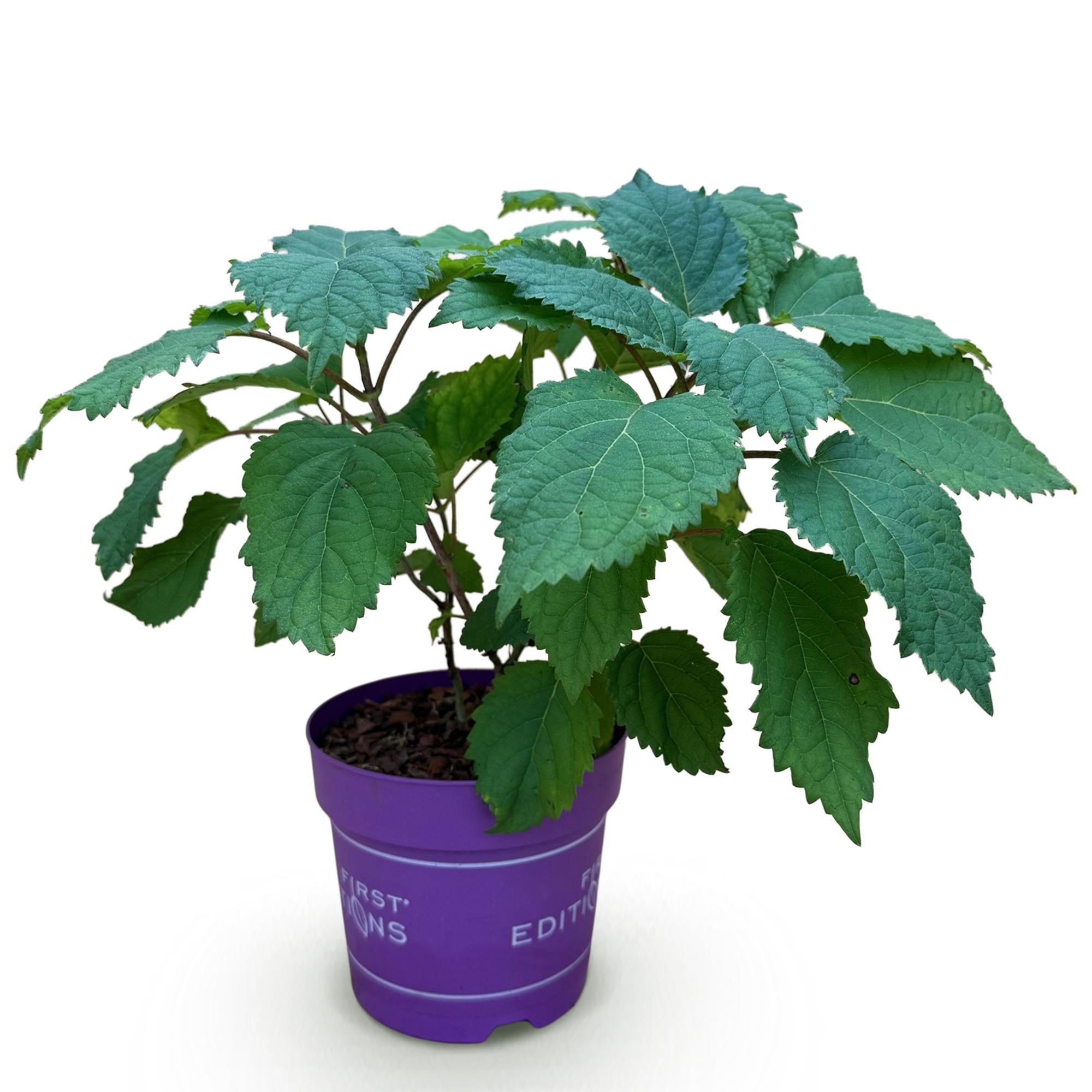 Hydrangea arborescens FlowerWOW - Hortensia - Winterhard - Wit - 1 Plant - Pot 14cm - Hoogte Hoogte 20-30cm