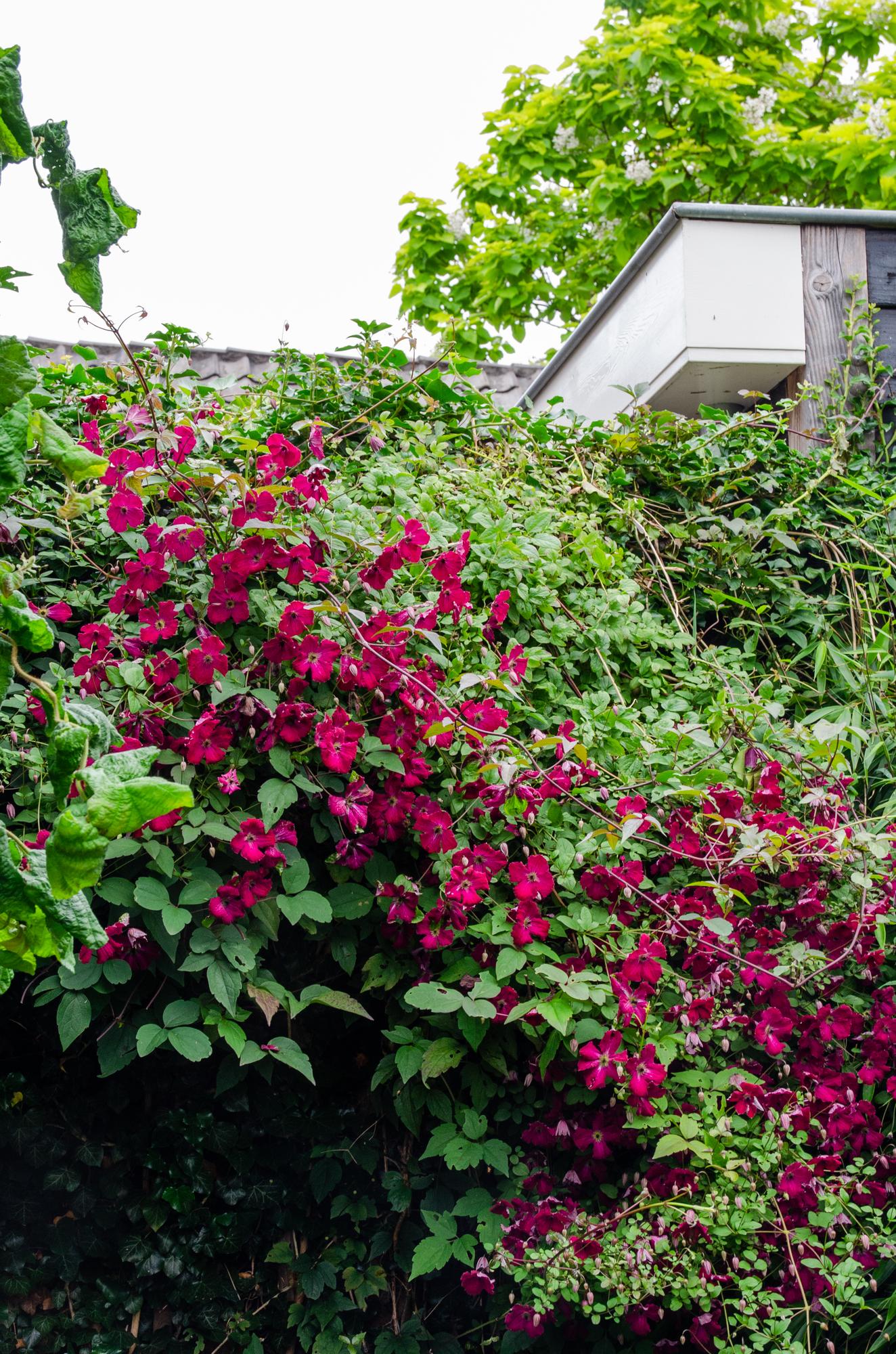 Clematis Hagley Hybrid - Clematis Red - Ø15cm - ↕65cm