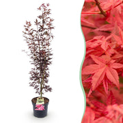 Acer palmatum Atropurpureum - Japanse Esdoorn - Bladverliezend - Paars - 1 - Pot 26cm - Hoogte 90cm