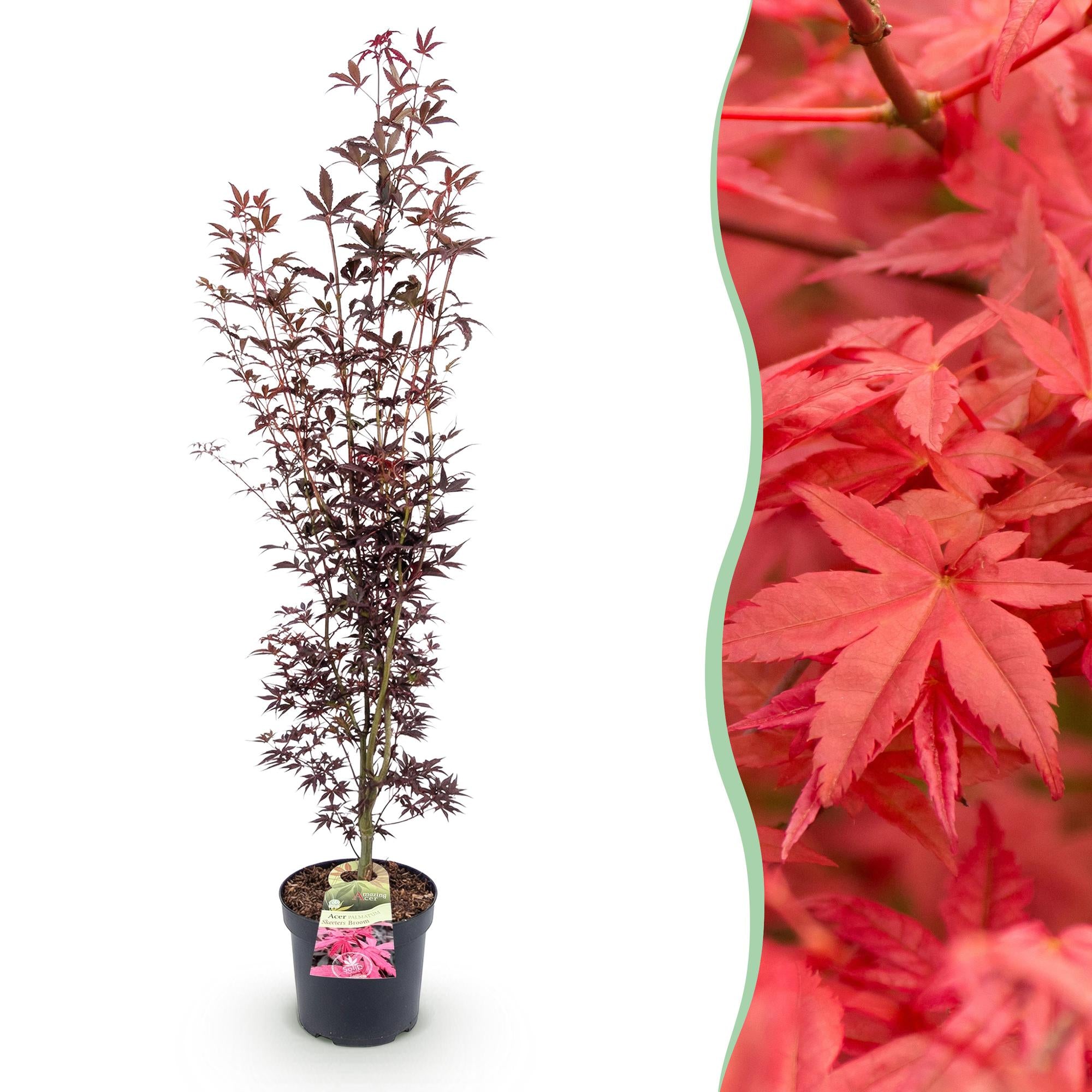 Acer palmatum Atropurpureum - Japanse Esdoorn - Bladverliezend - Paars - 1 - Pot 26cm - Hoogte 90cm