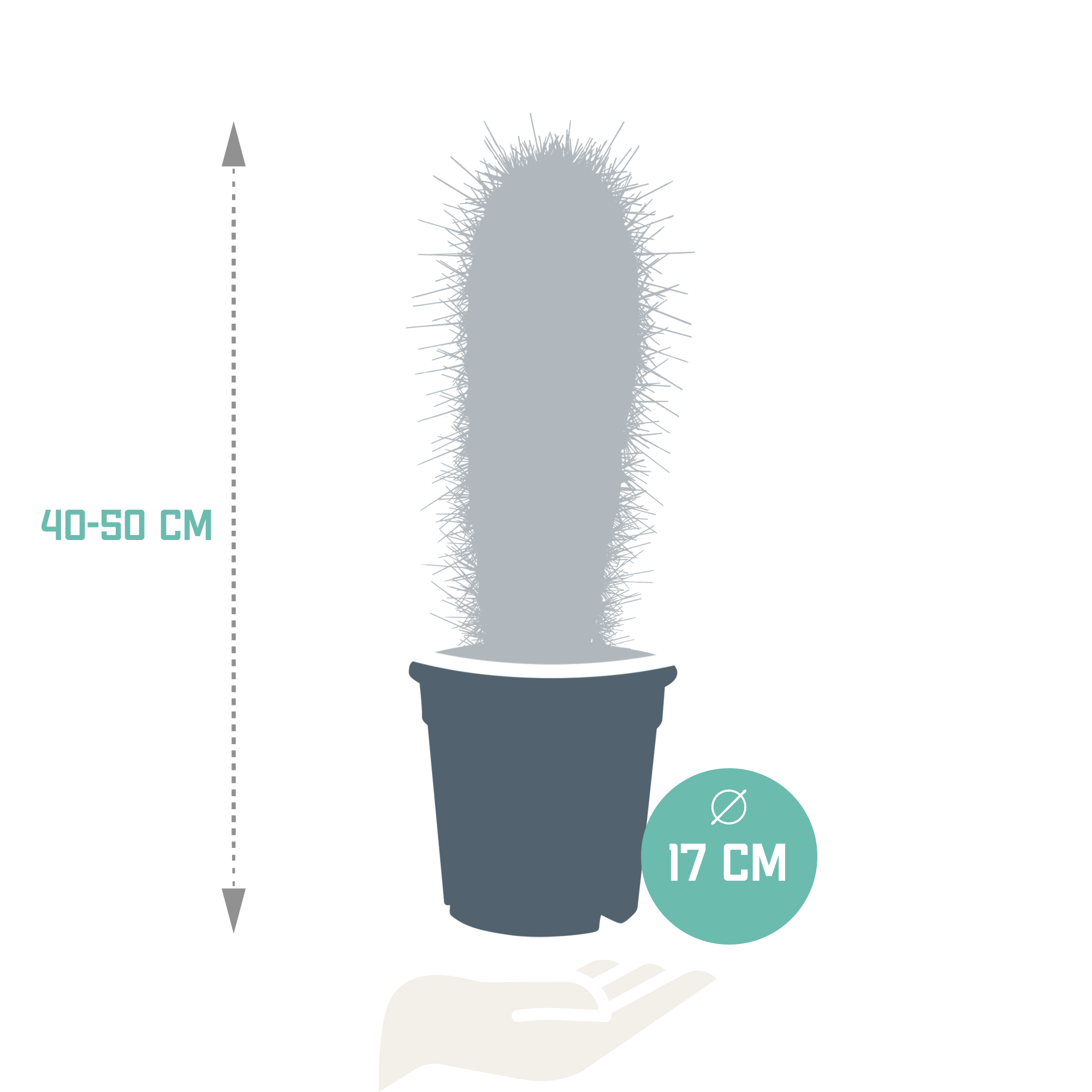 Pachycereus pringlei - 17cm - without pot