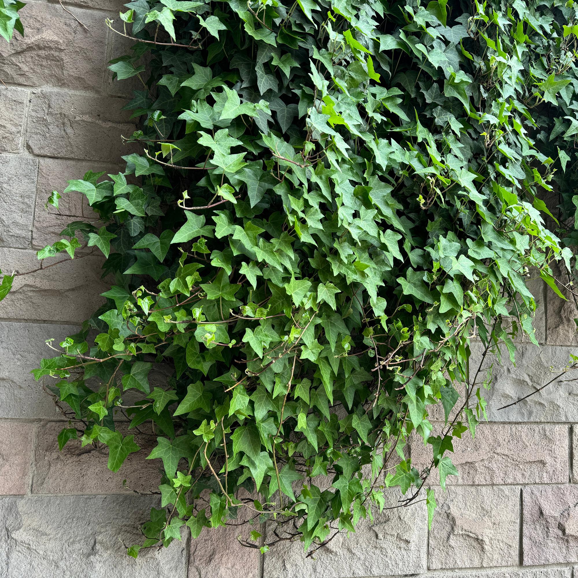 Green boutiQ – Kletterpflanze – Hedera helix – Grünblättrig – Immergrün – 2 Pflanzen – Topf 11 cm, Höhe 40 cm