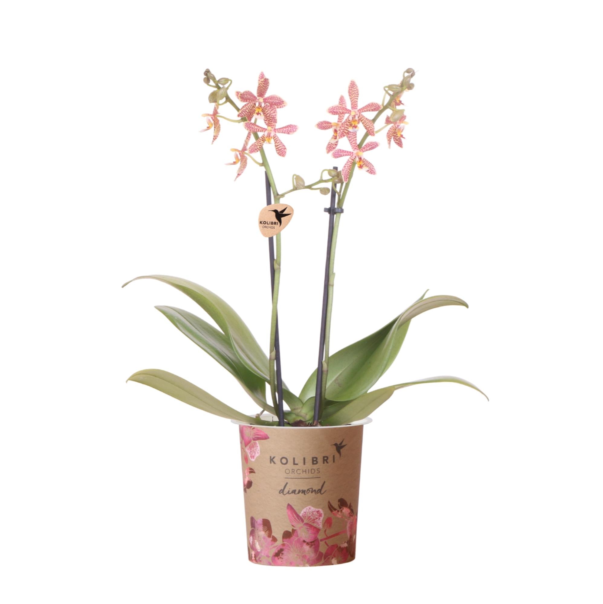 Orchidées Kolibri | Orchidée Phalaenopsis orange - Araignée - Pot de Ø9cm | Plante d'intérieur fleurie - Directement du producteur