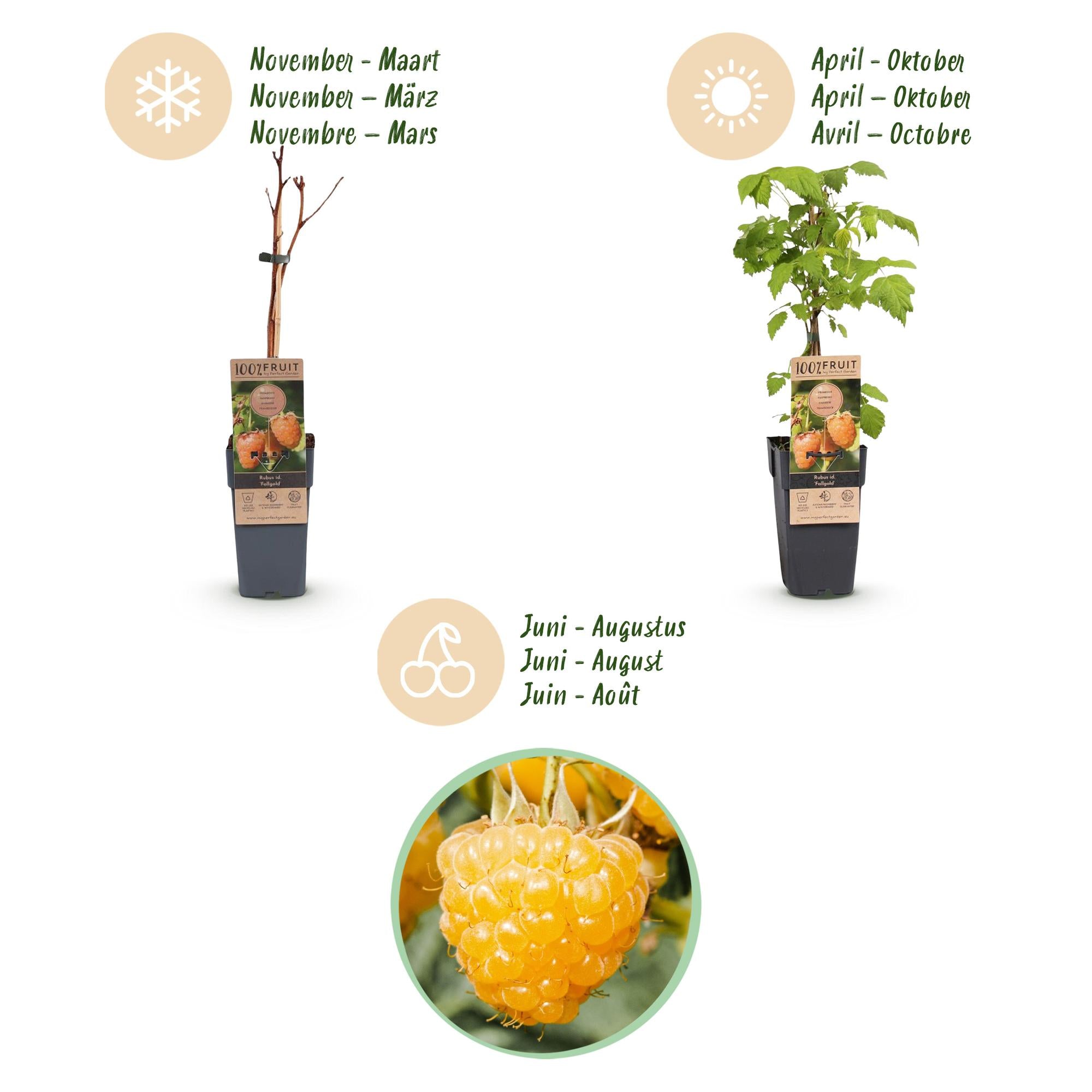 Rubus idaeus Fallgold - Frambozenplant - Winterhard - Gele Framboos - 2 Planten - Pot 15cm - Hoogte 50cm