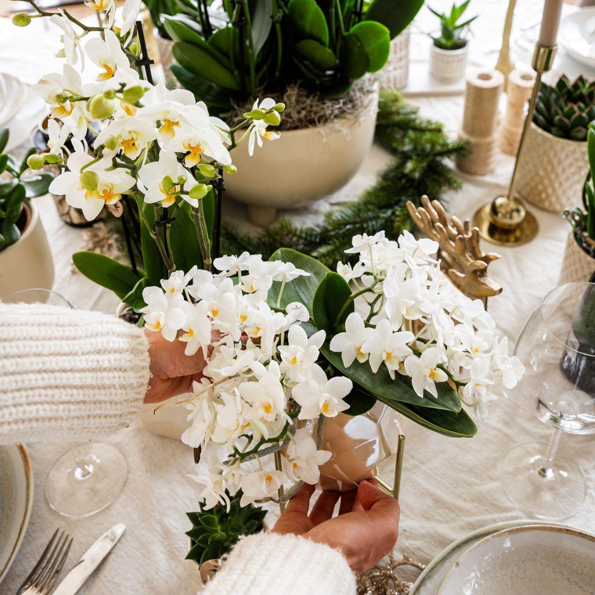 Kolibri Orchids | Orchidea bianca 'Nazaré' + vaso decorativo Pearl Travertino - dimensioni del vaso Ø9cm | pianta da appartamento fiorita - fresca dal coltivatore