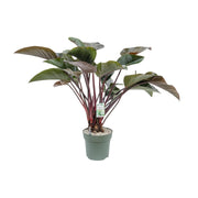 Philodendron Red Beauty - Ø30cm - ↕110cm