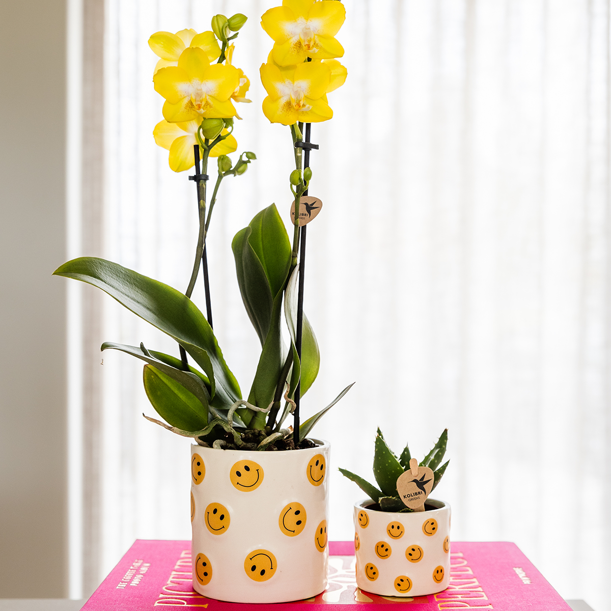 Kolibri Company | Plantenset Smiley | Gele Phalaenopsis Orchidee Albenga Ø9cm en Succulent incl. keramieken sierpotten