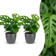 Monstera Adansonii - Rhaphidophora Tetrasperma - 2x - met Potter Grijs - Pot 12cm - Hoogte - 25cm