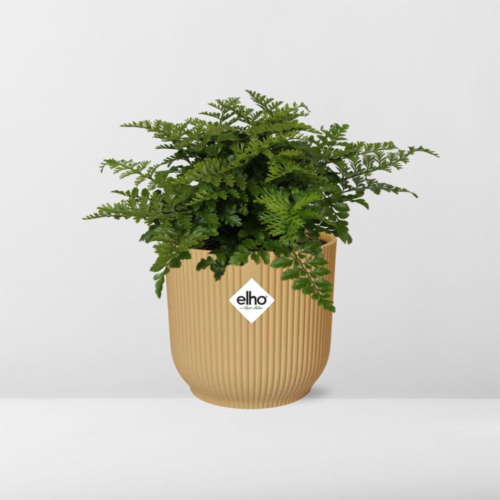 Asplenium Parvati en ELHO Vibes Fold 14cm jaune