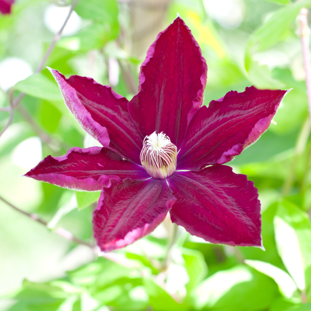 Klematis ‘Rouge Cardinal’ – P9 kruka – vacker rödblommande klätterväxt 6x