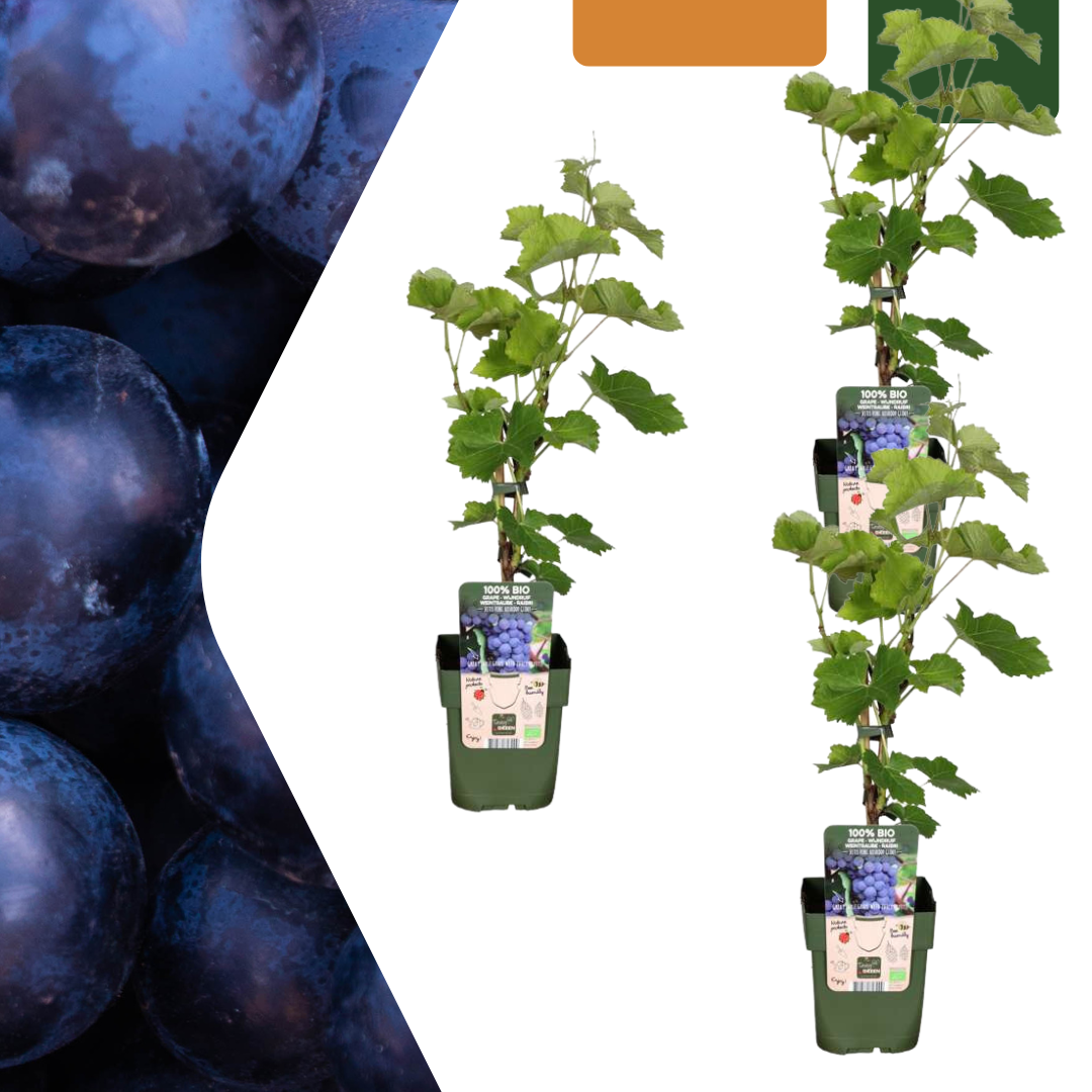 3 plants de vigne bio - Ø 13 cm - ↨ 20 cm