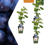 3 plants de vigne bio - Ø 13 cm - ↨ 20 cm