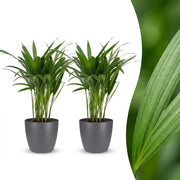 Areca Lutescens - Goudpalm - 2x - met Potter Grijs - Pot 12cm - Hoogte - 45cm