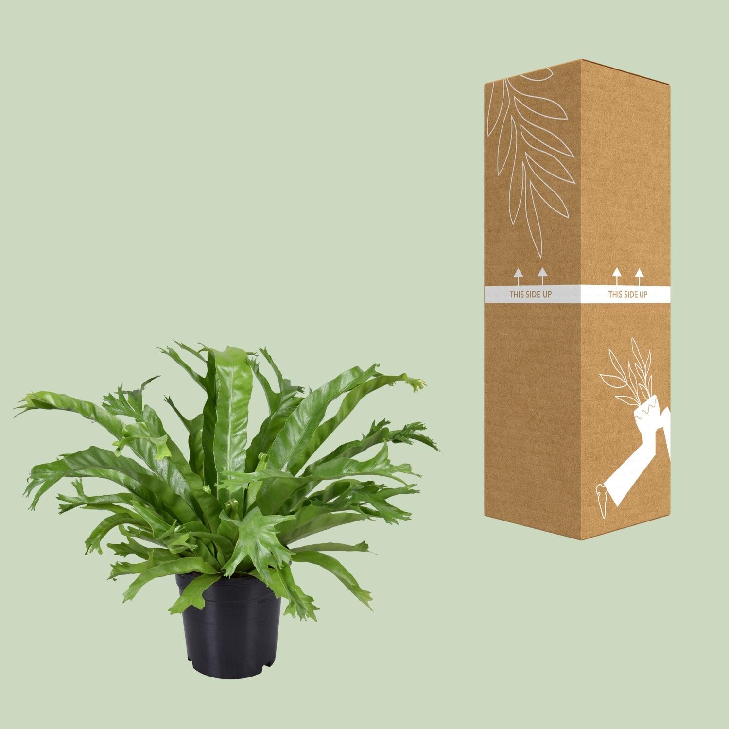 Asplenium Nidus Crissie - Ø17cm - ↕40cm