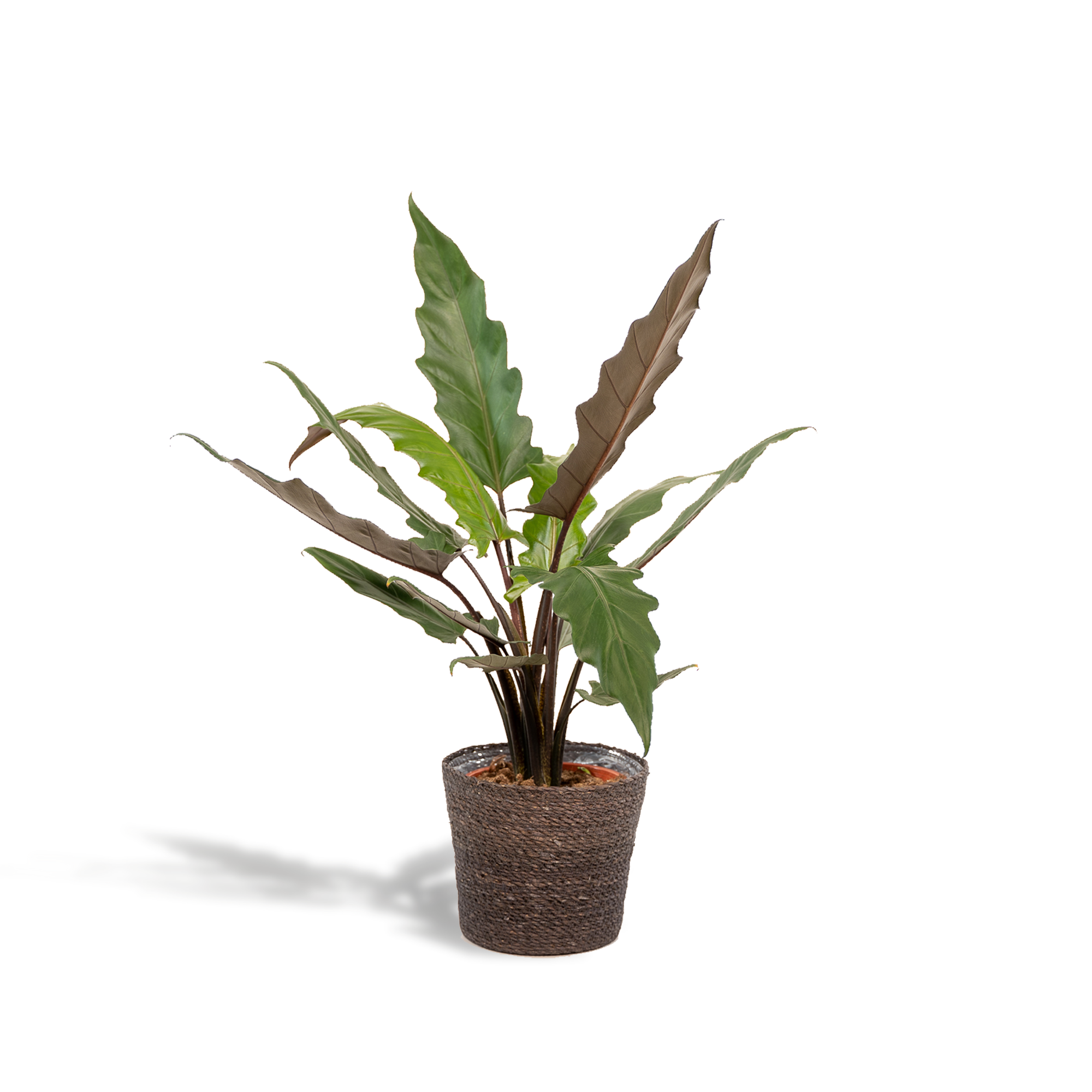 Alocasia Lauterbachiana - Ø19cm - ↕80cm + Panier Igmar