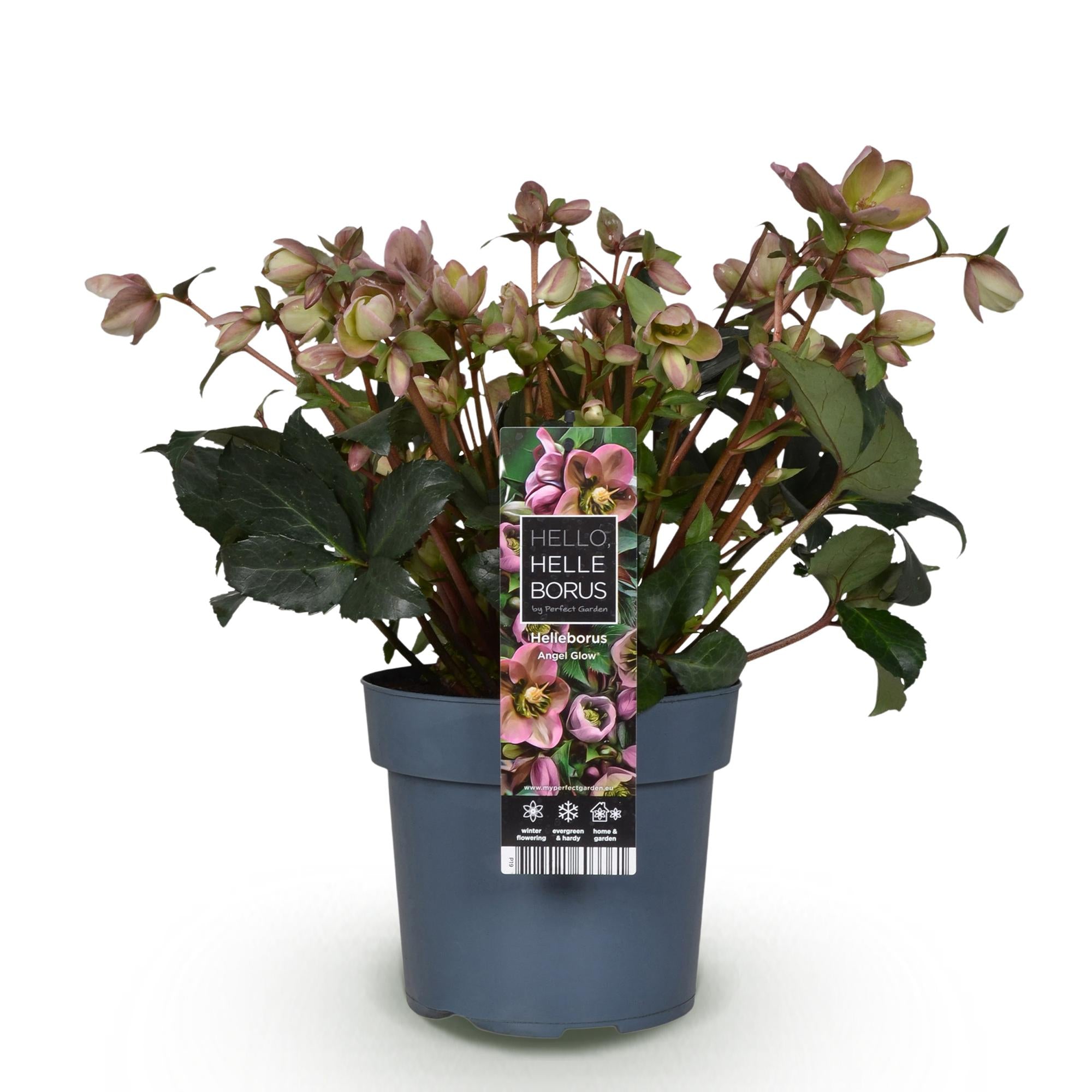 Lenten Rose -  Helleborus Angels Glow - Roze Bloem - Groenblijvend - Pot 19cm Hoogte 50cm