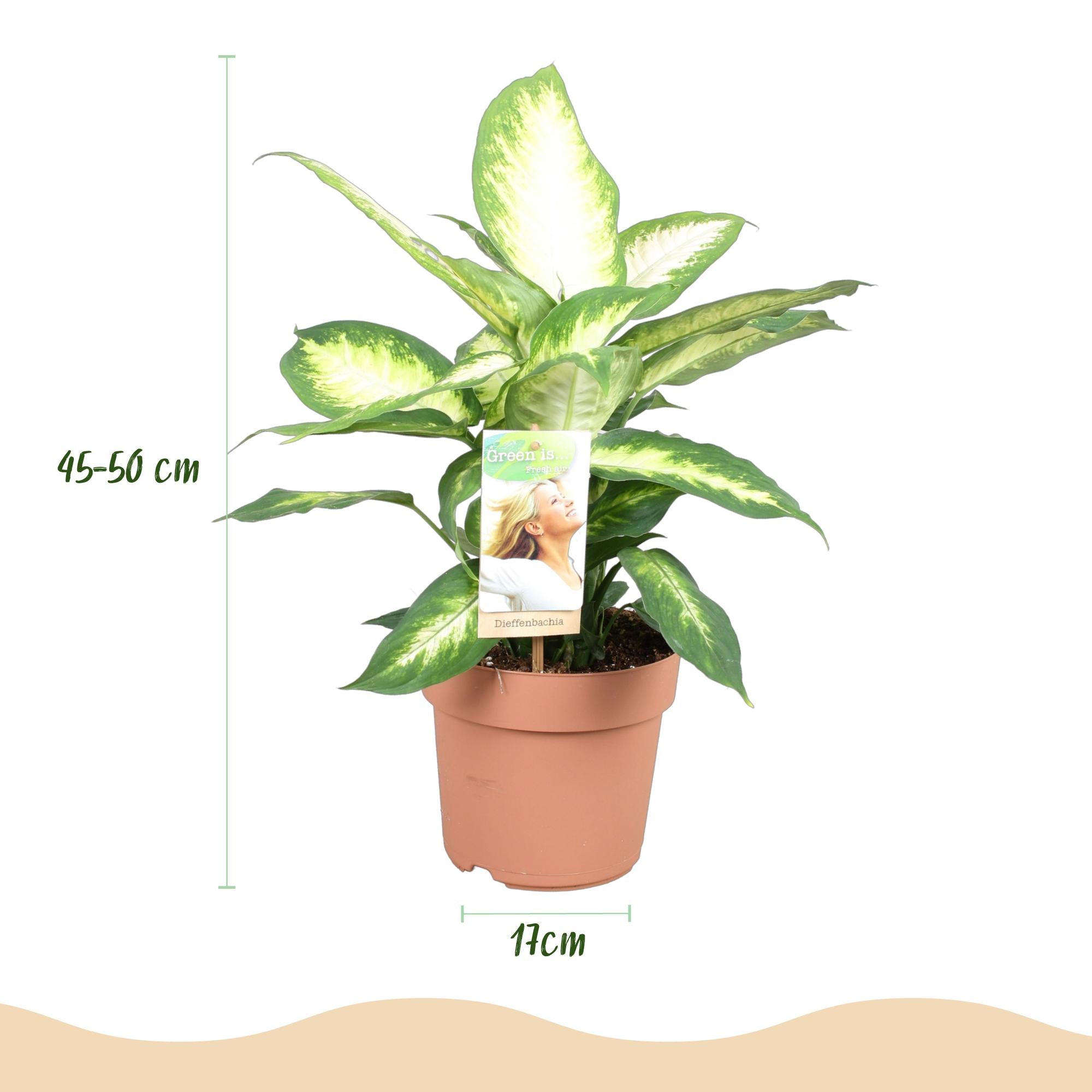 Diefenbachia Camilla - Weinig onderhoud - Groen - 1 Plant - Pot 17cm - Hoogte 45-50cm