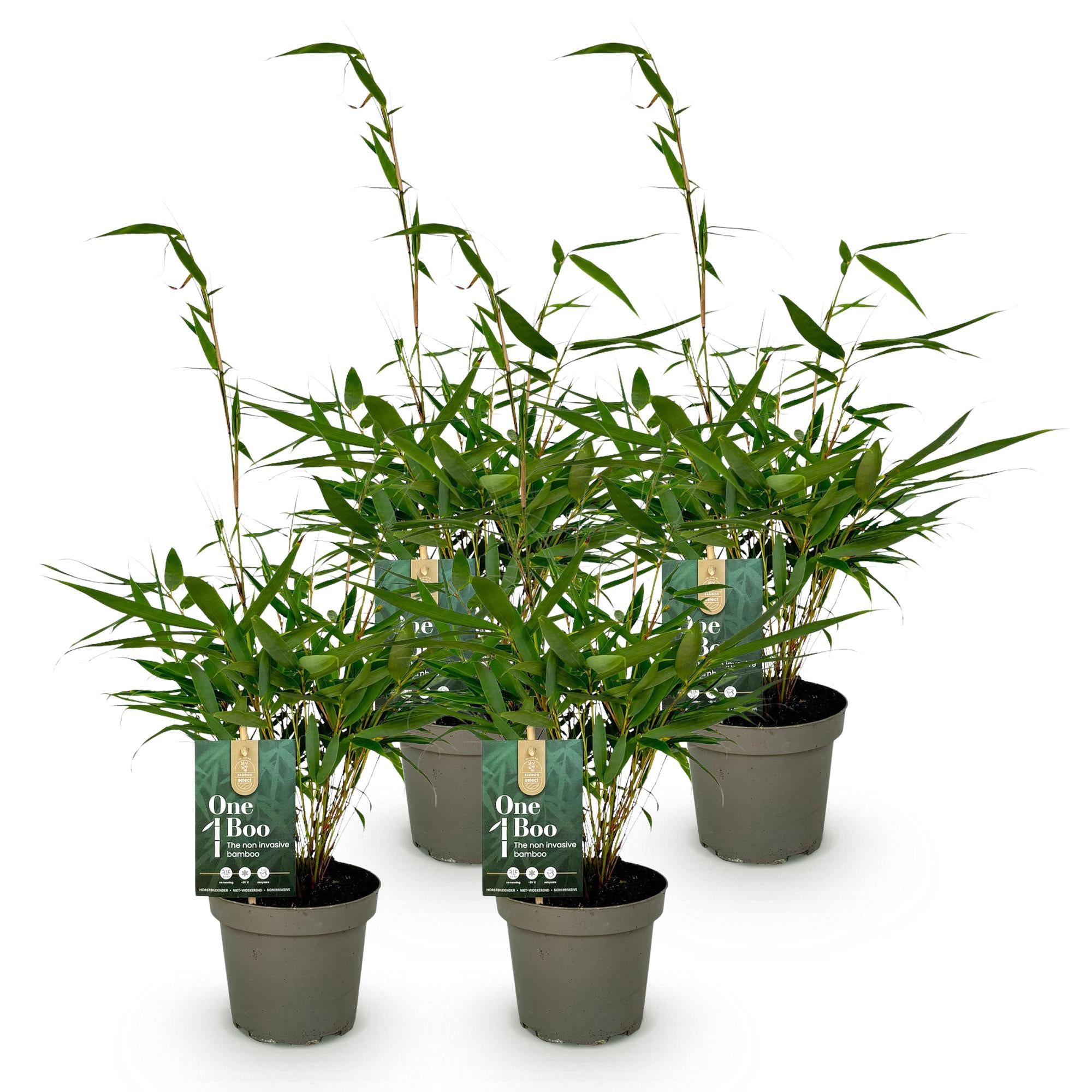 Fargesia robusta Pingwu - Niet Woekerende Bamboe - Bladhoudend - Groen - 4 Planten - Pot 14 cm - Hoogte 35 cm