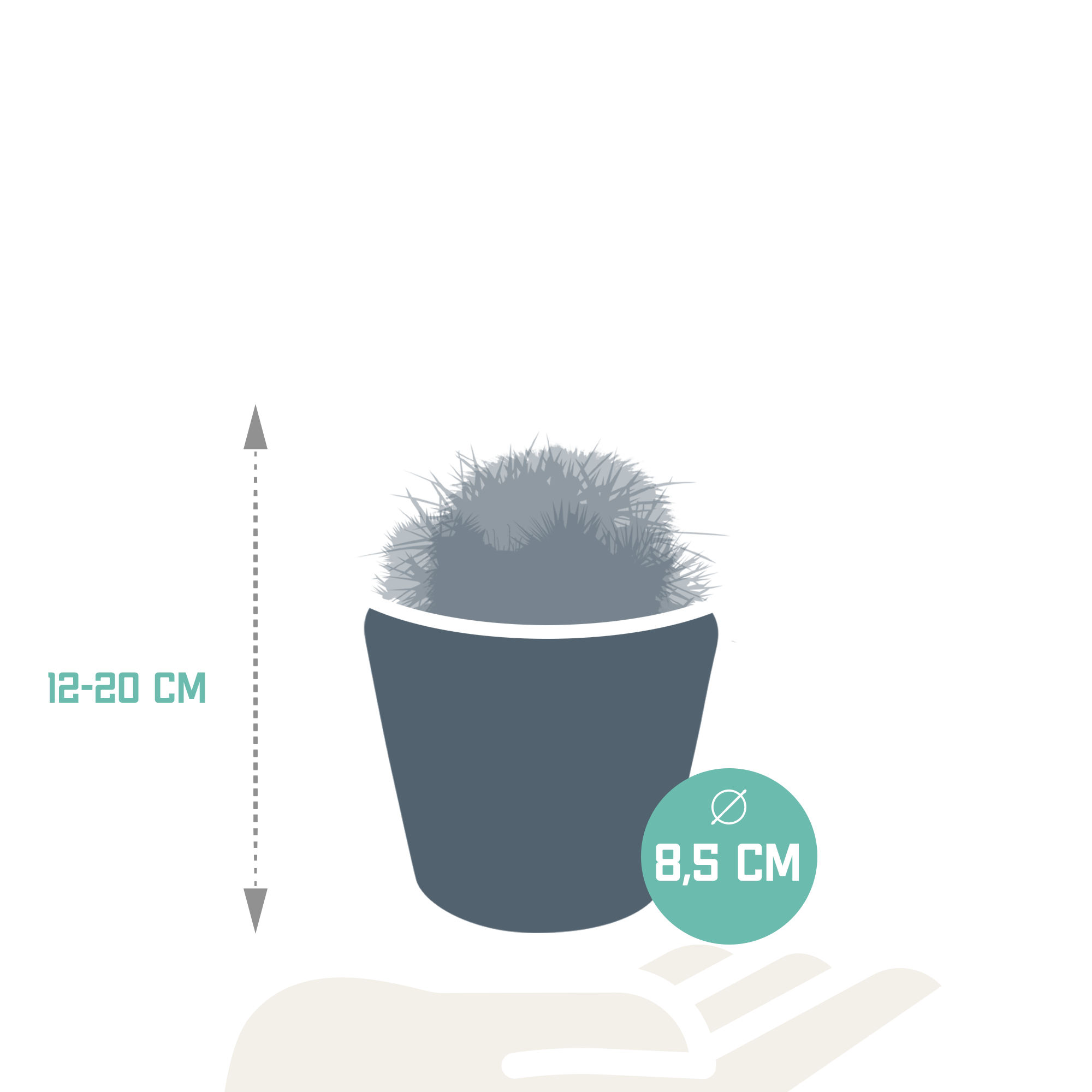 Mix di cactus a sfera 8,5 cm | 3 pezzi - in vaso messicano