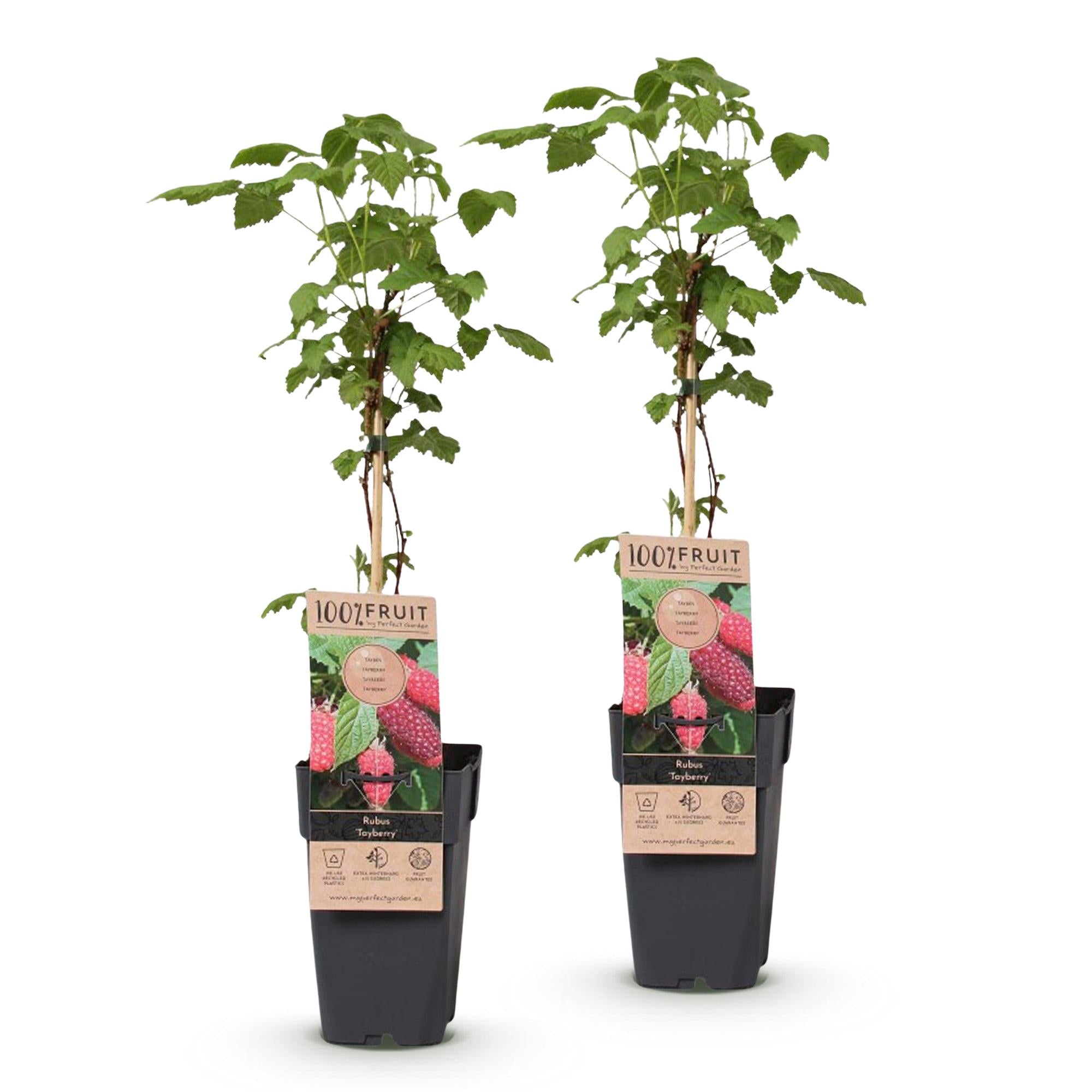 Rubus log. Tayberry - Braamboos - Winterhard - Paarse Framboos - 2 Planten - Pot 15cm - Hoogte 50cm