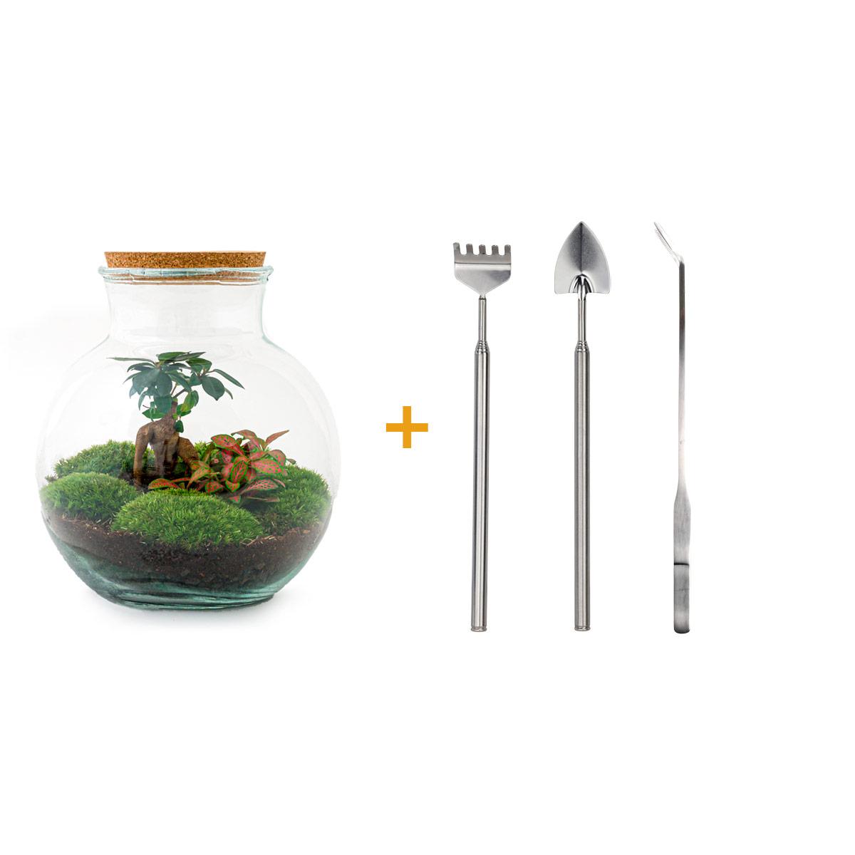 DIY terrarium - Teddy bonsai - ↕ 26.5 cm - Rake + Shovel + Tweezer