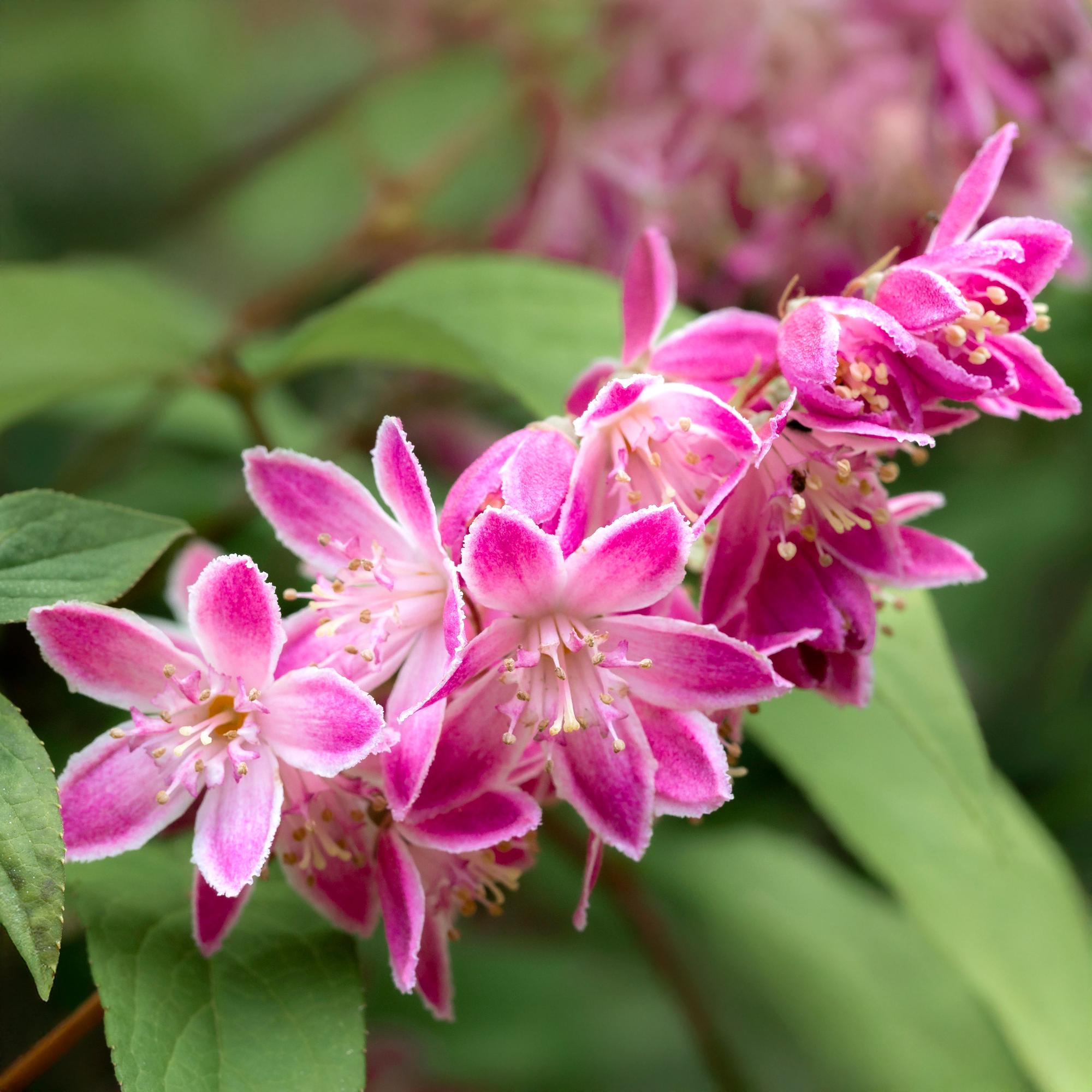 Deutzia hybrida Strawbery Fields - Bloem Roze - 1 Plant - Bladverliezend - Weinig Onderhoud - Pot 17cm Hoogte 45cm