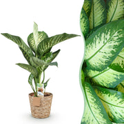 Diefenbachia Tropic Snow - Weinig onderhoud - met mand - Groen - 1 Plant - Pot 21cm - Hoogte 90-100cm